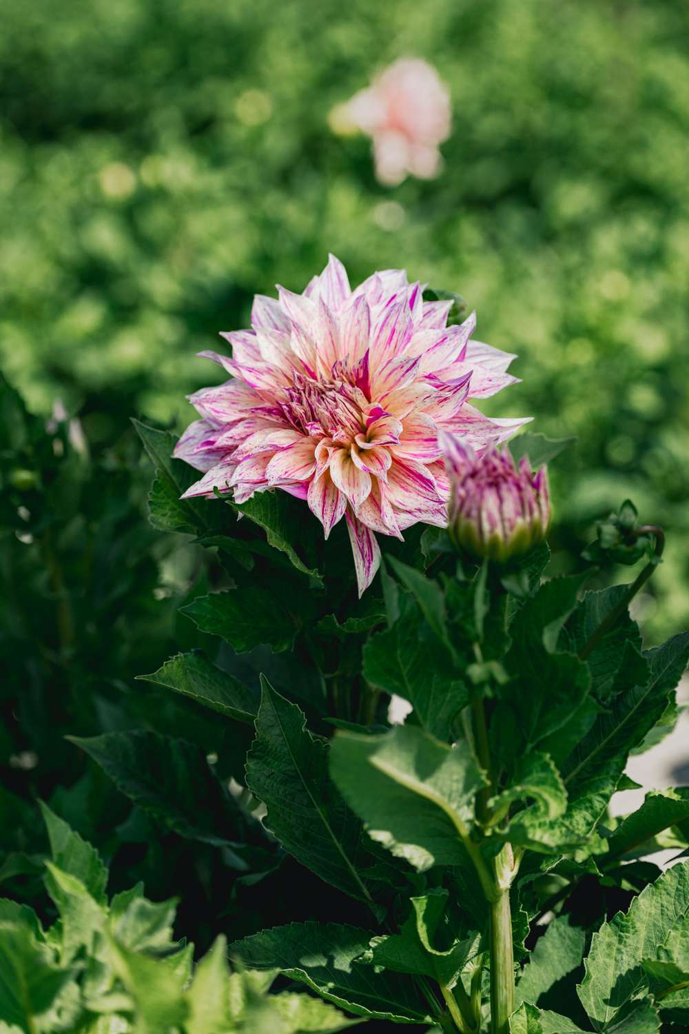 Dahlia 'Cafe au Lait Twist'